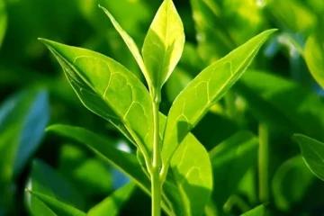 තලව කැලෙන් සොයාගත් " තේ දළු සෝස්".