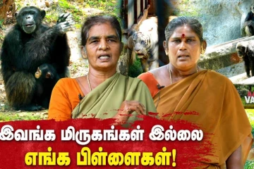 புலிக்கு பால் ஊட்டி வளர்த்த சிங்கப்பெண்!