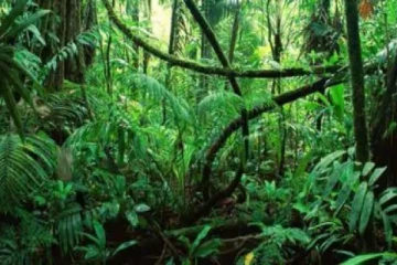 optical illusion : பத்து நொடிக்குள் படத்தில் மறைந்திருக்கும் விலங்கை கண்டுபிடிக்க முடியுமா?