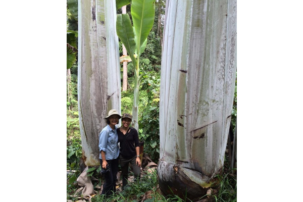 ලෝකයේ විශාලතම කෙසෙල් ගස(PHOTOS) | Biggest Banana Tree In The World ලෝකයේ විශාලතම කෙසෙල් ගස(PHOTOS) | Biggest Banana Tree In The World