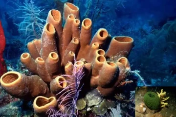 541 மில்லியன் கால மர்மம் உடைந்தது! இதுதான் பூமியின் முதல் விலங்கு