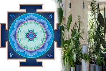 வீட்டு பால்கனியில் தவறிக்கூட இந்த செடிகளை வளர்க்காதிங்க! தரித்திரம் தேடி வரும்