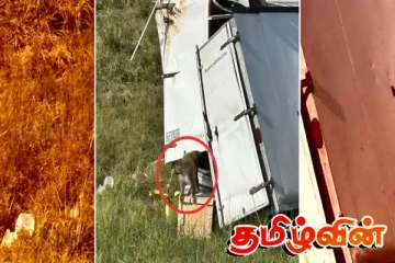 அமெரிக்காவில் வைரஸ் பாதித்த குரங்குகள் தப்பி ஓட்டம்! மக்களுக்கு விடுக்கப்பட்டுள்ள எச்சரிக்கை..