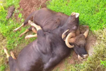 சண்டையில் சிக்கி கொண்ட கொம்புகள் - பரிதாபமாக பலியான இரு உயிர்