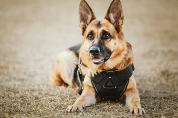 அமெரிக்காவில் பொலிஸ் நாயை கடித்துக் குதறிய நபர்!