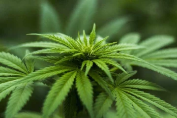 ஆய்வொன்றிற்காக கஞ்சா புகைக்க அழைப்பு விடுக்கும் சுவிஸ் மாகாணம்