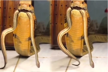 ராஜநாகத்தின் வாயில் சிக்கிய பாம்பு! துடிதுடிக்கும் பகீர் காட்சி