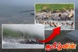 ரஷ்யாவை உலுக்கிய நிலநடுக்கம்! இணையத்தில் பரவலான கடல் சிங்கங்கள் தப்பிக்கும் காட்சி