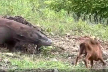 வெறும் 30 நொடியில் முடிந்த மானின் வாழ்க்கை! அரங்கேறிய வேட்டையின் பகீர் காட்சி