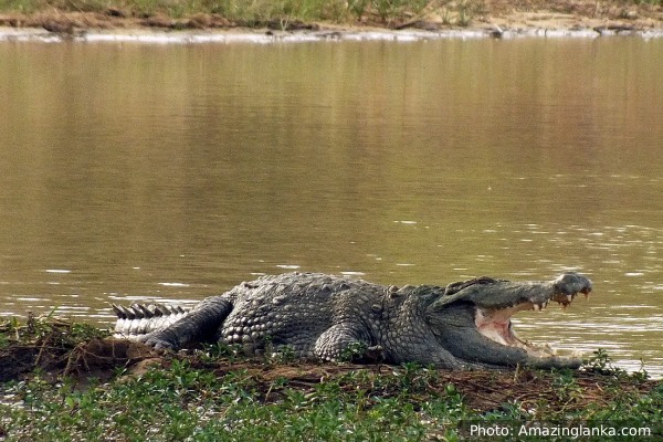 மட்டக்களப்பில் அதிகரித்த முதலைகள் நடமாட்டம்: சமூக ஆர்வலர்கள் விடுத்த எச்சரிக்கை  லங்காசிறி நியூஸ்