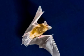 ஒழிக்கப்பட்டுவிட்டது என கருதப்பட்ட அரிய வைரஸ்: சுவிட்சர்லாந்தில் கண்டுபிடிப்பு