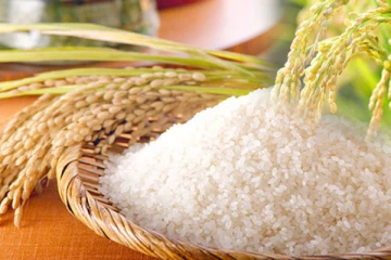 සැප්තැම්බර් වලින් පසුව හාල් නැත්තටම නැතිවෙයිද..? නවතම තත්වය..