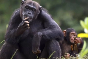 காண்போரை உருகச்செய்யும் சிம்பன்சியின் கொஞ்சல்: வைரலாகும் காணொளி