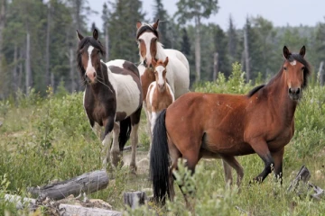 கனடாவில் அடுத்தடுத்து உயிரிழந்த குதிரைகள்! ஒரு குதிரை சுட்டுக்கொலை...வெளிவரும் பின்னணி