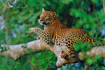 வீதி விபத்தில் காயமடைந்த சிறுத்தையை காப்பாற்றிய பொலிஸார்