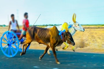 சட்டவிரோத மாட்டு வண்டி ஓட்டப்பந்தயம்-5 பேர் கைது