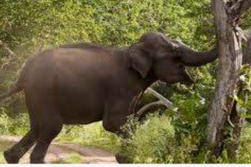 වල් අලි පහර දීමෙන් අවාසනාවන්ත ලෙස අඹු සැමියන් මිය යයි