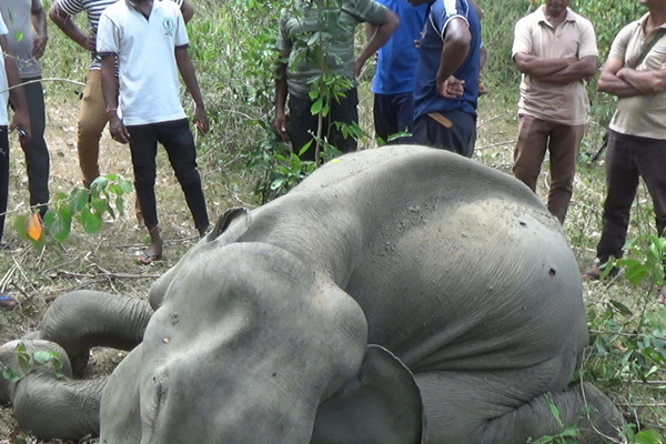 முல்லைத்தீவில் தும்பிக்கை வெட்டி கொல்லப்பட்ட யானை | An Elephant Killed By Cutting Trunk In Mullaitivi