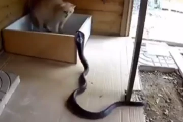 ஆக்ரோஷமாக படமெடுத்து தாக்கும் கறு நாகம்... அடுத்த நொடியே பூனை செய்த காரியம்! இறுதியில் நடந்த மாற்றம்