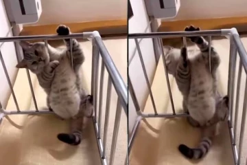 கம்பிக்குள் வயிற்றை வைத்து கொண்டு வித்தை காட்டும் பூனை!