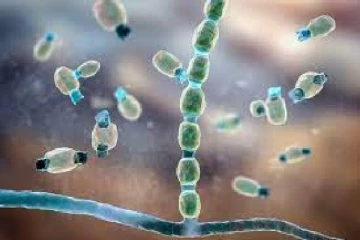 கனடாவில் வறட்சியான பகுதிகளில் பரவும் ஆபத்தான நோய்!