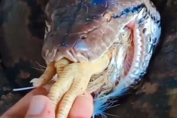 மலைப்பாம்பின் வாயில் சிக்கிய கோழியின் நிலை: பயங்கர திகில் காட்சி