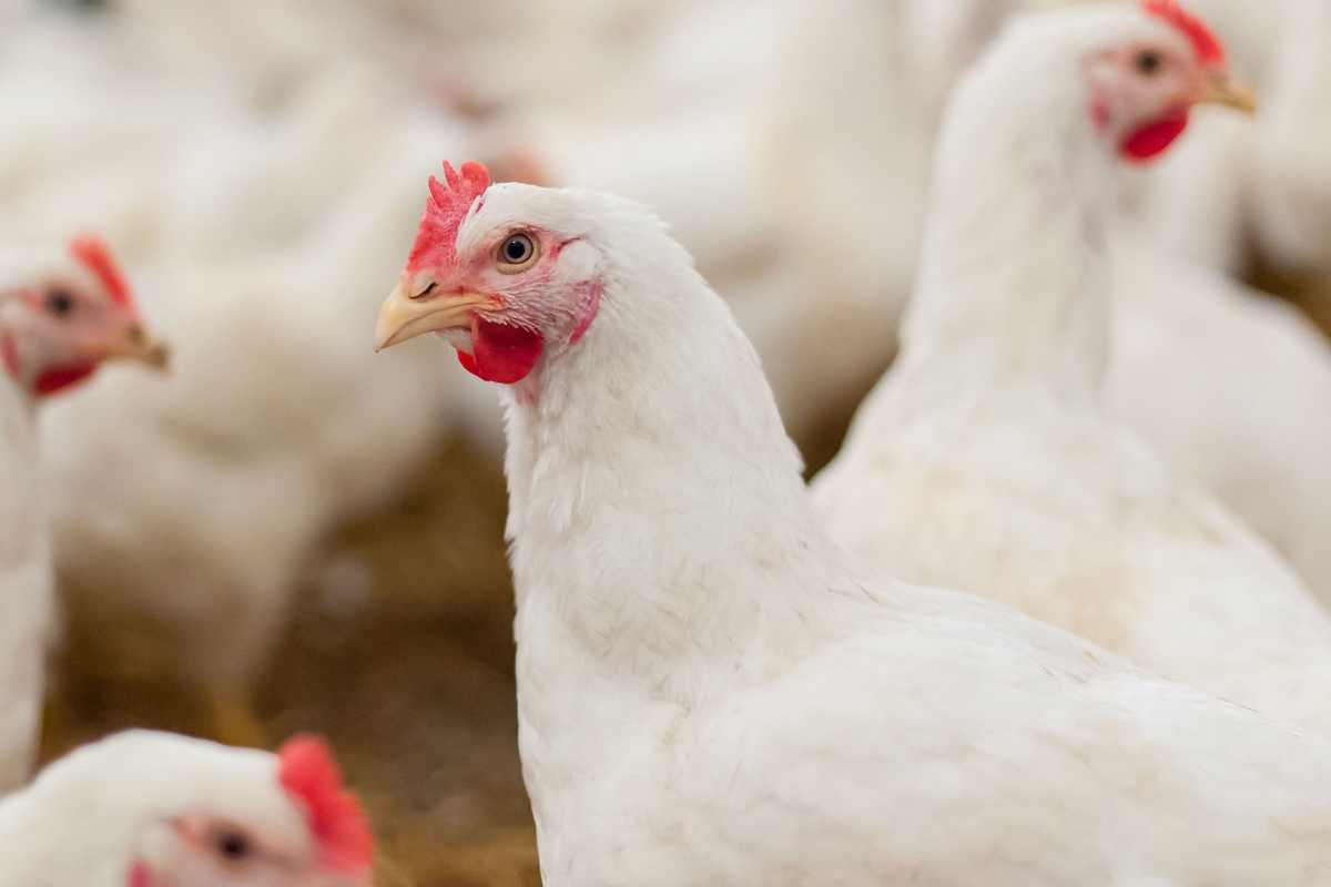 வெப்பத்தால் உயிரிழக்கும் கோழிகள்! பண்ணையாளர்கள் கவலை | Chickens Perish Due To Heat Farmers Concerned வெப்பத்தால் உயிரிழக்கும் கோழிகள்! பண்ணையாளர்கள் கவலை | Chickens Perish Due To Heat Farmers Concerned