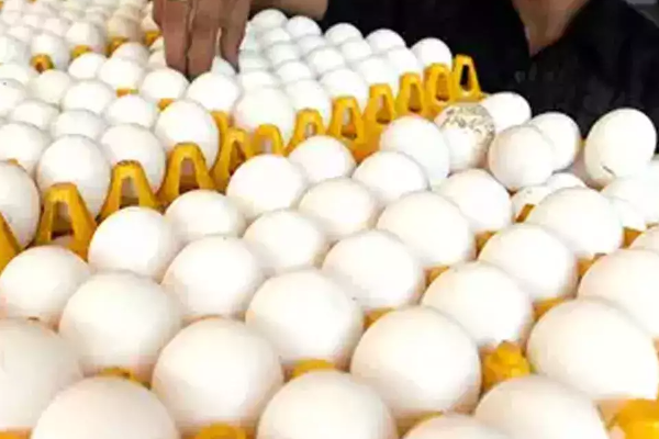 நாட்டுக்கு வரும் முட்டைக்கப்பல்! | Egg Ship Coming To The Country