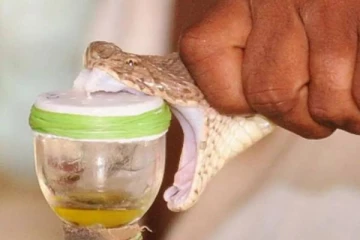 பாம்பின் விஷத்தை எடுத்து கொரோனா மருந்து... அசத்திய ஆராய்ச்சியாளர்களின் கண்டுப்பிடிப்பு!