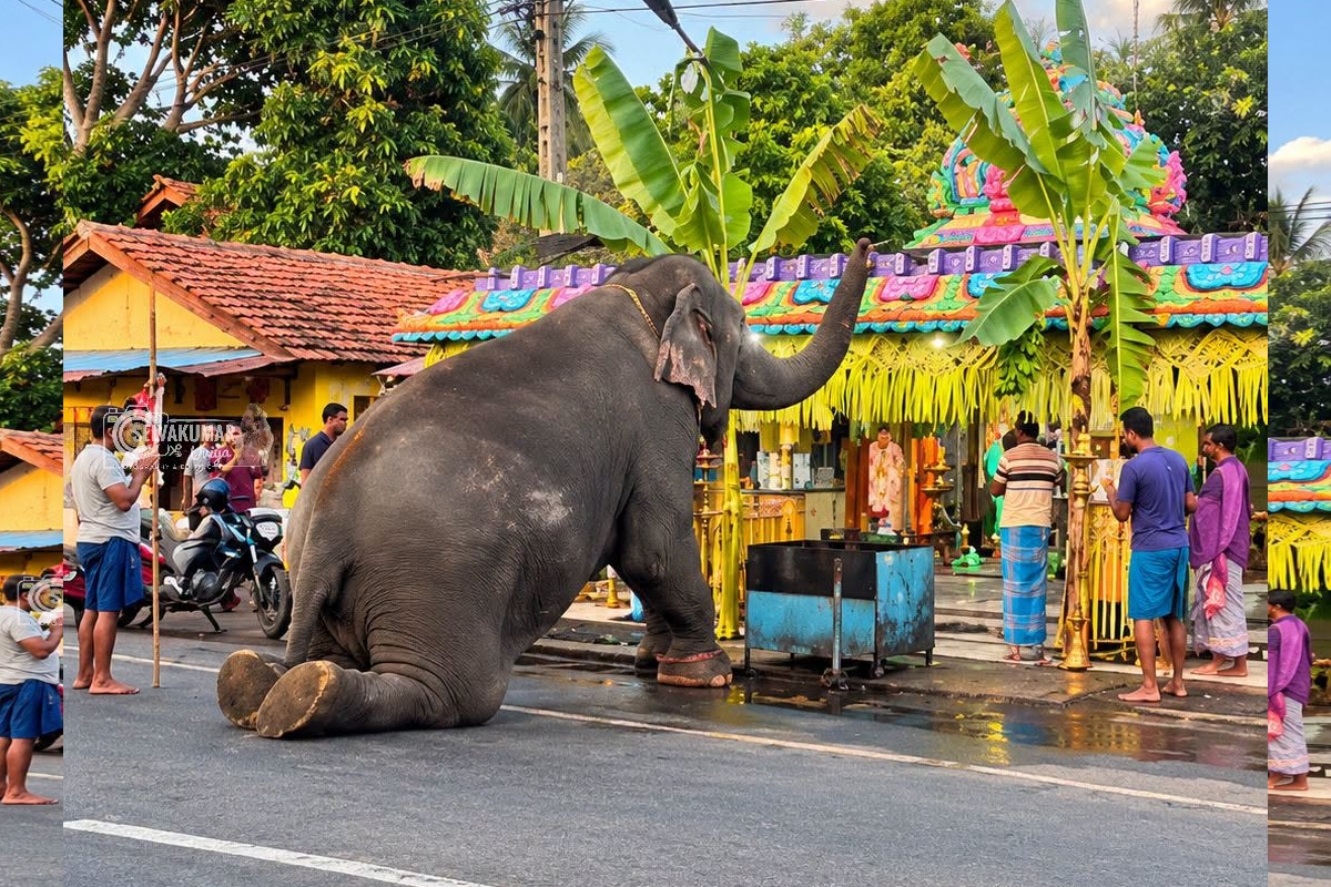 களுதாவளை பிள்ளையார் ஆலயத்தில் மெய்சிலிர்க்க வைத்த சம்பவம்! | Kaluthavalai Pillaiyar Temple Elephant Pray Viral