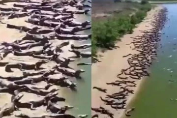 கடற்கரை ஒன்றில் திடீரென்று காணப்பட்ட ஆயிரக்கணக்கான முதலைகள்: அச்சத்தில் மக்கள்