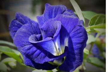 තරුණ බව රකින නිල් කටරොළු මලේ විශ්මිත ගුණ..සෙම , දියවැඩියාව..නිට්ටාවටම සුවය..