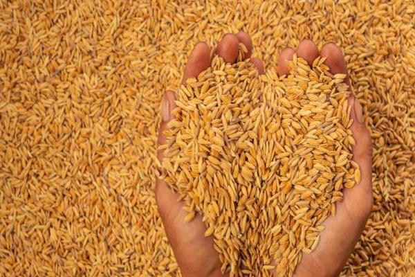 விவசாயிகளுக்கு அதிர்ச்சி தகவலை வெளியிட்ட விவசாய அமைச்சின் பேச்சாளர்! | Crisis In Disbursement Of Money To Farmers Paddy