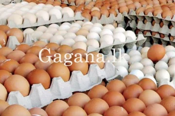 දේශීය බිත්තරයක මිල තවත් ඉහළට.