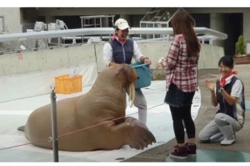 அடேங்கப்பா... என்ன நடிப்புடா சாமி... லட்சக்கணக்கானோர் மனதை கொள்ளையடித்த கடல் விலங்கு!