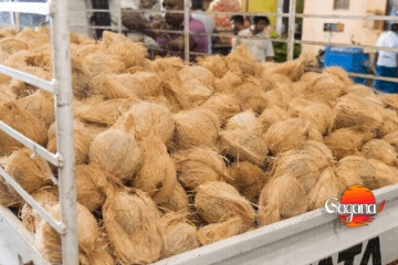 ඉහළ නිෂ්පාදනයක් තිබියදීත් පොල් මිල ඉහළට