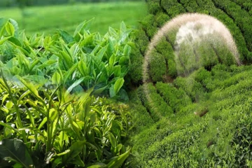 தேயிலைப் பயிர்ச்செய்கைக்கான உர விலை குறைக்கத் தீர்மானம்