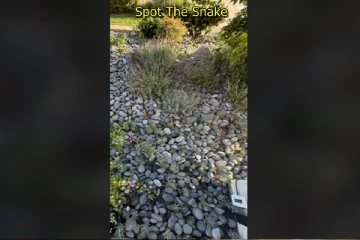 Optical illusion: கற்களிடையே மறைந்திருக்கும் பாம்பை கண்டுபிடிக்க முடியுமா?