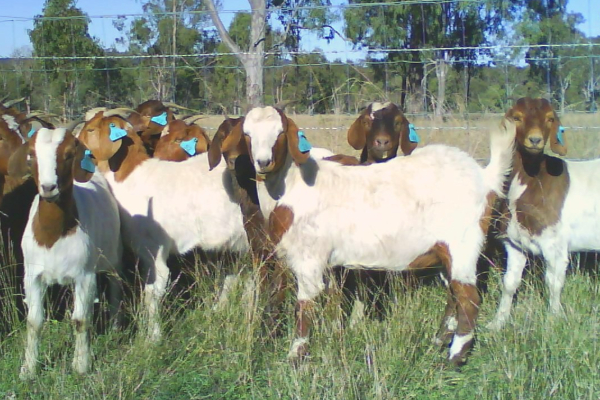 மாடுகளை திருடும் கும்பலை கட்டுப்படுத்தக் கோரி வேலணையில் போராட்டம் | Farmers Protest In Velanai Over Stealing Cows