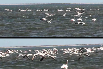 தனுஷ்கோடி - இராமேஸ்வரம் பகுதிகளில் குவியும் பிளமிங்கோ பறவைகள்