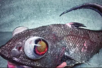 நடுக்கடலில் சிக்கிய ஏலியன் மீன் ! உறைந்து போன மீனவர்... ஷாக்கான பார்வையாளர்கள்