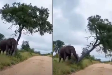 இந்த யானை மரத்தை சாய்த்த காரணம் தெரியுமா? பார்த்தால் சிரிப்பை அடக்கமாட்டீங்க