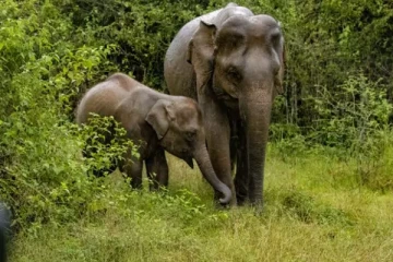 வீடுகளைத் துவம்சம் செய்த யானைகள்; தெய்வாதீனமாக தப்பிய குடும்பத்தினர்!