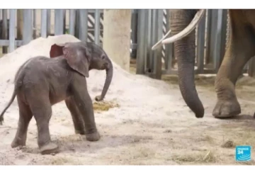 பிரான்சில் 150 கிலோ எடையுள்ள குட்டியை ஈன்ற யானை