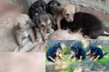 ලොරියක් පුරවලා බල්ලෝ ගෙනත් පාරේ දාල යන සංවේදී සිදුවීමක්..ලොක්කෙකුගේ බලුවැඩක්ලු.(VIDEO)