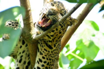 தம்பதியை தாக்கிய சிறுத்தையை மயக்க ஊசி செலுத்தி பிடித்த வனத்துறையினர்!