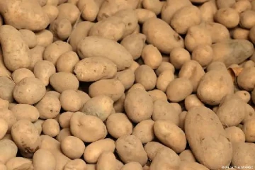 40 லட்சம் கிலோ உருளைக்கிழங்குகளை இலவசமாக கொடுக்கும் ஜேர்மானியர்