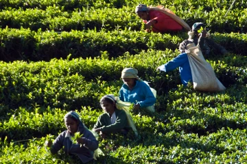 குளவிக்கொட்டுக்கு இலக்காகி அல்லலுறும் மலையகத் தொழிலாளர்கள்!