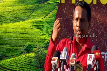 තේ කර්මාන්තය නගා සිටුවීමට රජයෙන් පියවර