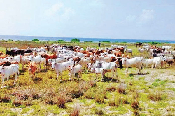 கிளிநொச்சியில் கால் நடைகளைக் கொண்டு விவசாயம் | Farming Foot Steps In Kilinochchi